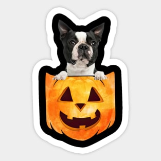 Black Boston Terrier Dog In Pumpkin Pocket Halloween Sticker